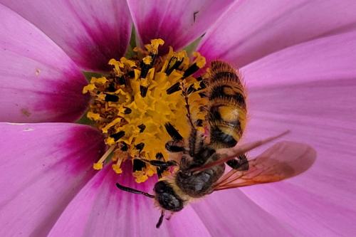 Micromeriella aureola